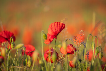 A close up of poppies growing in rural Sussex, on a sunny summer's evening