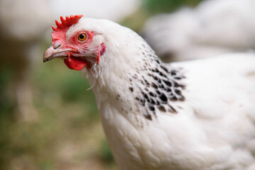 Chickens walking around the garden