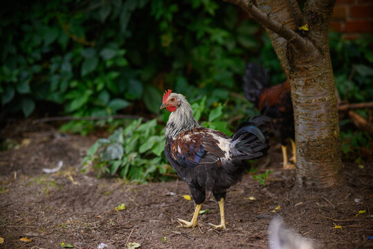 Chickens walking around the garden