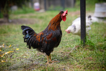 Chickens walking around the garden