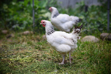 Chickens walking around the garden