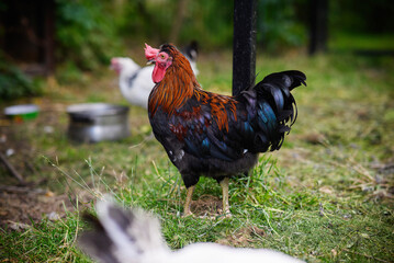 Chickens walking around the garden