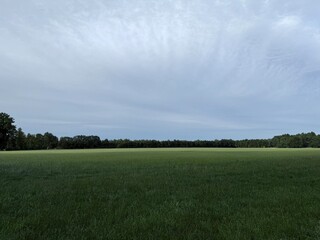 green field horizon, summertime