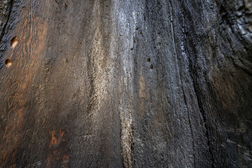General Grant Grove, Kings Canyon National Park, The western slopes of the Sierra Nevada mountain...