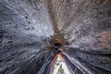 General Grant Grove, Kings Canyon National Park, The western slopes of the Sierra Nevada mountain...
