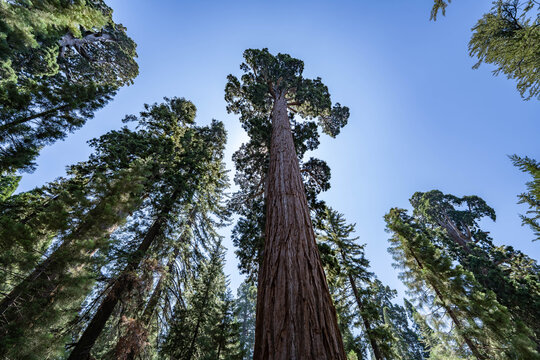 General Grant Grove, Kings Canyon National Park, The western slopes of the Sierra Nevada mountain range of California. Sequoiadendron giganteum (giant sequoia, giant redwood, Sierra redwood	 - Powered by Adobe