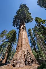 Fototapeta premium General Grant Grove, Kings Canyon National Park, The western slopes of the Sierra Nevada mountain range of California. Sequoiadendron giganteum (giant sequoia, giant redwood, Sierra redwood 