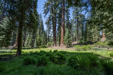 General Grant Grove, Kings Canyon National Park, The western slopes of the Sierra Nevada mountain...