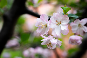 sakura, cherry-blossom, tree in the spring