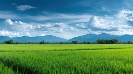 Fototapeta premium Vast Green Rice Field Under Bright Blue Sky with Mountain Range in the Distance