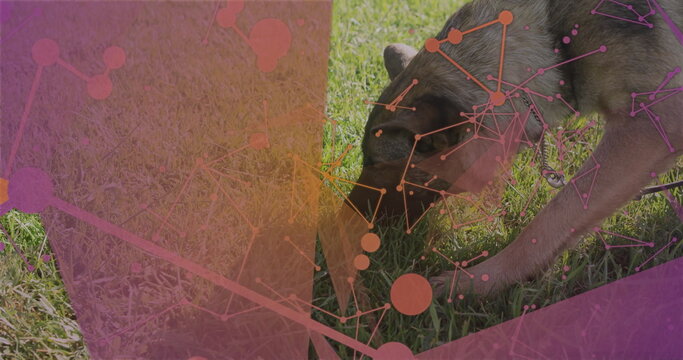 German Shepherd dog wearing collar sniffing grassy lawn under tech overlay, copy space