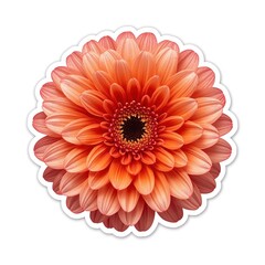 Fototapeta premium Realistic vibrant flower sticker on white background photo
