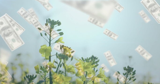 Fototapeta Rising yellow wildflower stems pushing through foliage in open field, with drifting dollar bills
