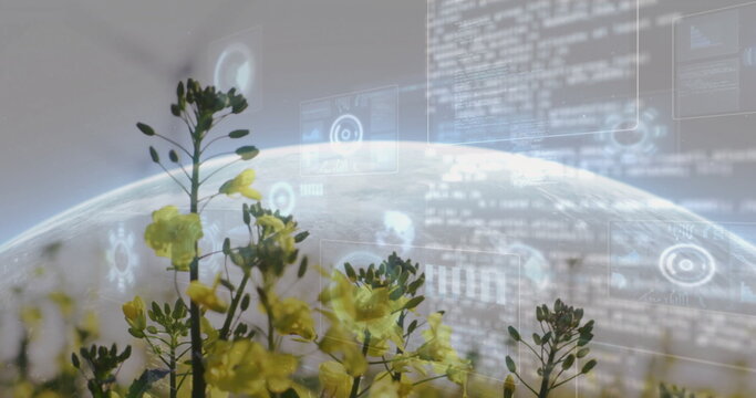 Naklejki Displaying yellow flowering stalks rising in stylized orbit, with Earth, charts, code and HUD