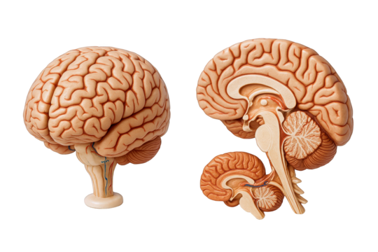 Detailed Anatomical Model of the Human Brain Displaying Cerebrum, Cerebellum, and Brainstem in Sagittal and Lateral Views