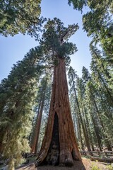 Sequoiadendron giganteum (giant sequoia, giant redwood, Sierra redwood or Wellingtonia) is a species of coniferous tree. General Sherman Tree Trail, Sequoia National Park, California. Sierra Nevada