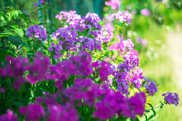 Summer background with bright garden flowers on a picturesque blurred background.