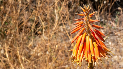 Flower of an Aloe plant (Aloe arborescens)