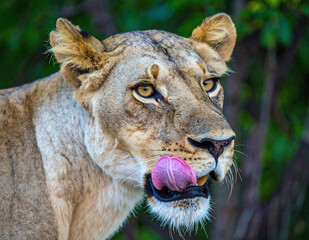 Naklejka premium Playful lioness with tongue out captured in vivid jungle setting during daylight nature photo session