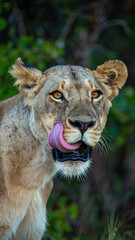 Obraz premium Vertical portrait of a lioness mid lick tongue out funny wildlife animal photo in green forest