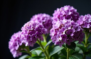 Obraz premium Vivid purple hydrangea flowers with lush green leaves against a dark background