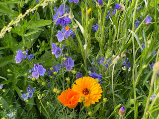 Explosion of flowers in a spring meadow