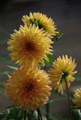Dahlias jaunes au jardin en été