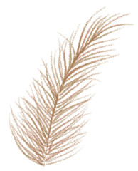 feather isolated on white background