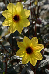 Dahlia jaune citron au jardin en été