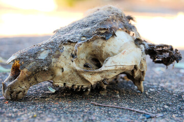 Skull of animal found in the bush, marsupial 