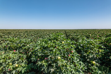 Gossypium hirsutum, upland cotton or Mexican cotton, is the most widely planted species of cotton...