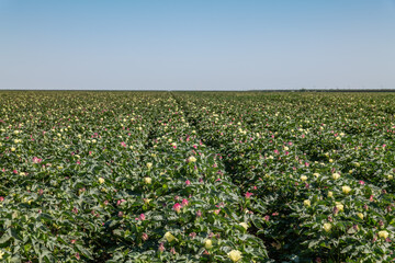 Gossypium hirsutum, upland cotton or Mexican cotton, is the most widely planted species of cotton...