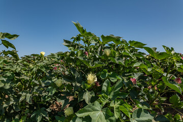 Gossypium hirsutum, upland cotton or Mexican cotton, is the most widely planted species of cotton...