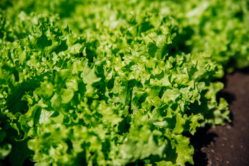 Green lettuce leaves in the garden. Natural background and texture. Organic farm. Healthy eating....