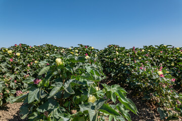 Gossypium hirsutum, upland cotton or Mexican cotton, is the most widely planted species of cotton...