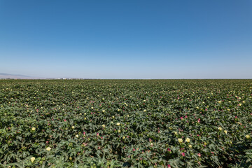 Gossypium hirsutum, upland cotton or Mexican cotton, is the most widely planted species of cotton...