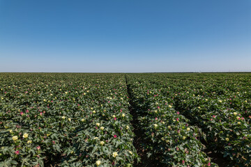 Gossypium hirsutum, upland cotton or Mexican cotton, is the most widely planted species of cotton...