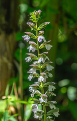 Acanthe à feuilles molles en fleur à Villars-les-Dombes, France