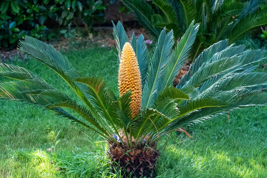 Sago Palm (Cycas revoluta) with Large Male Cone