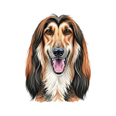 Afghan Hound