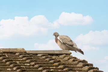 Pigeon perched on a rooftop against a blue sky with fluffy clouds during daytime
