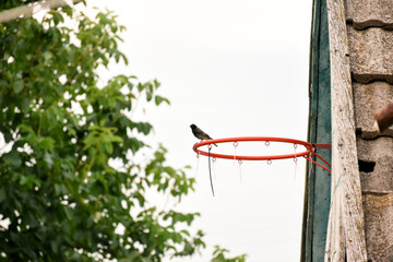 A small bird sitting on a basketball hoop attached to a house roof, with walnut tree leaves on the...