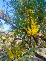 Bright yellow Mahonia flowers bloom amid spiky green foliage, adding vibrant color and texture to gardens and natural landscapes even in colder seasons.