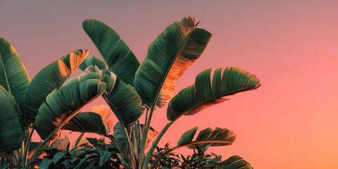 Banana plants with large green leaves against a colorful sunset sky. The scene captures the essence of tropical agriculture and banana harvest.