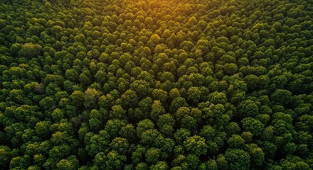 Aerial view of a dense green forest canopy, showcasing the beauty and vitality of natures growth