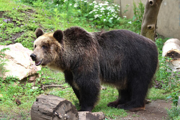 エゾヒグマ・旭山動物園（北海道・旭川市）
