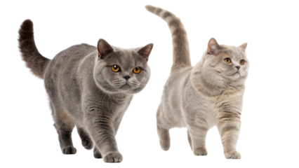 British shorthair cats walk gracefully showcasing their unique charm and playful nature. Their striking features captivate all who see them