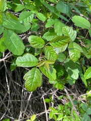 Poison Oak Close-Up