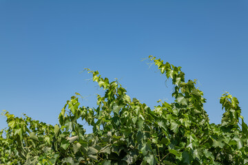 Vitis vinifera, the common grape vine, is a species of flowering plant. W Dorris Ave, Fresno County, California. Central Valley. Vineyard. 
