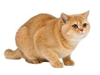 Fototapeta premium Playful British Shorthair cat with golden coat sits gracefully, showcasing its charming features and curious expression